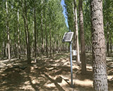 杨树速生丰产林自动化滴灌栽培技术