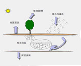 杨树栽培技术示意图