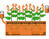 杨树栽培过程示意图